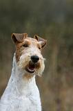 FOX TERRIER 565